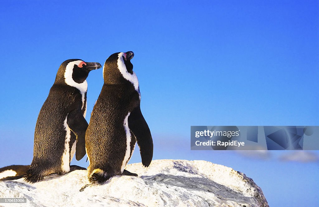 Pinguim de estimação