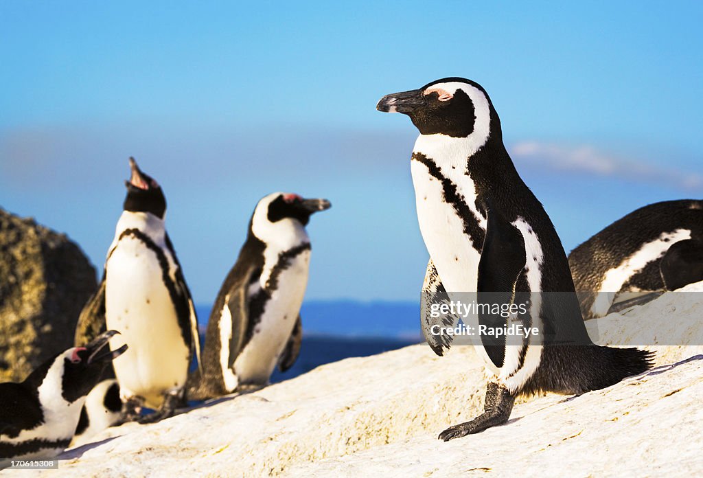 Colonia de pingüinos