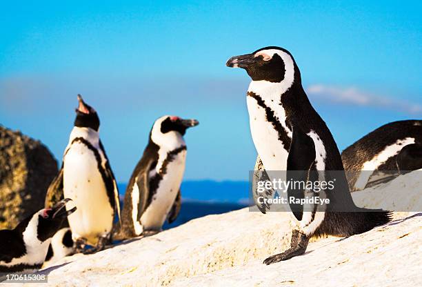 penguin colony - penguin stock pictures, royalty-free photos & images