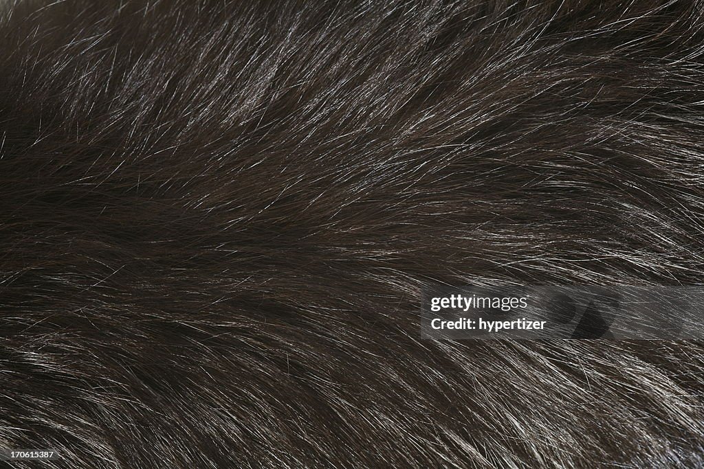 Fur detail