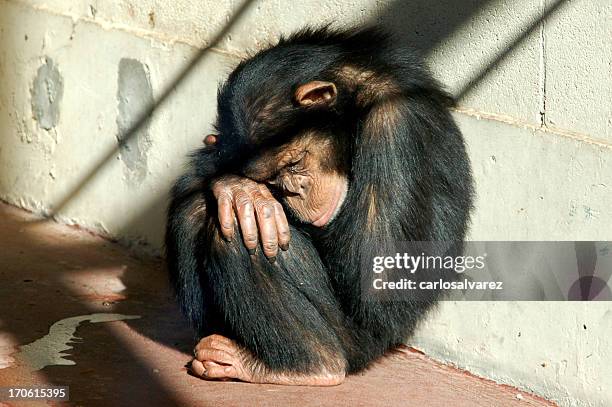 chimpanzee - dier in gevangenschap stockfoto's en -beelden