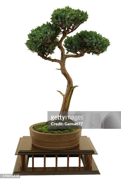 juniper bonsai no branco - árvore de junípero - fotografias e filmes do acervo