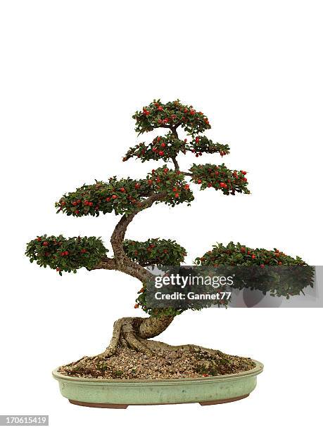 cotoneaster bonsai on white - bonsai tree stock pictures, royalty-free photos & images