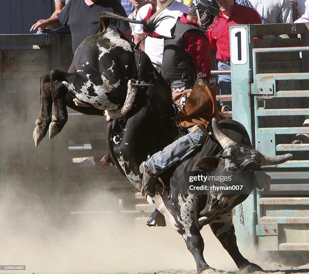 Rooster Riding Bull Bull Riding3 High-Res Stock Photo - Getty Images