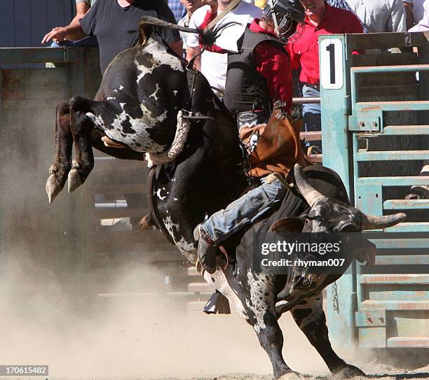 bull riding-3 - bucking bronco stock pictures, royalty-free photos & images