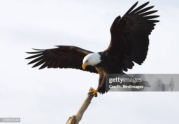 bald eagle - king of the perch, white background - majestic bird stock pictures, royalty-free photos & images