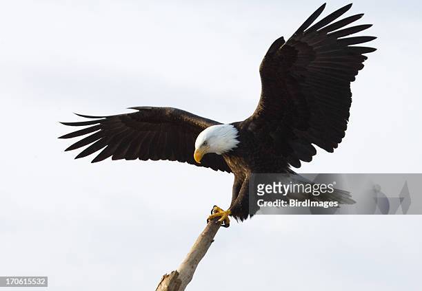 bald eagle - king of the perch, white background - uppflugen på en gren bildbanksfoton och bilder