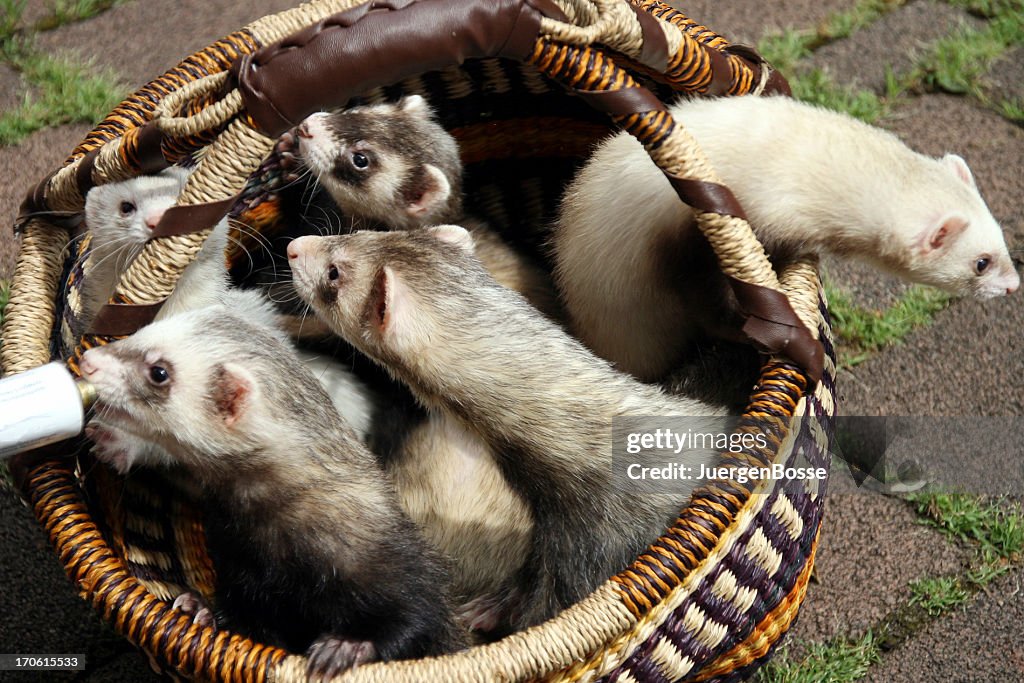 Five ferrets