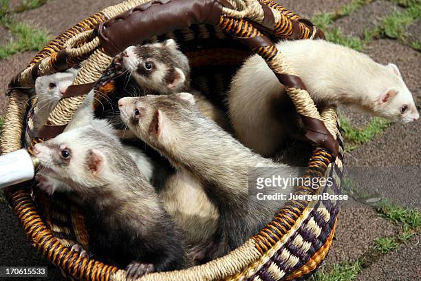 five ferrets - mustela putorius furo stock pictures, royalty-free photos & images