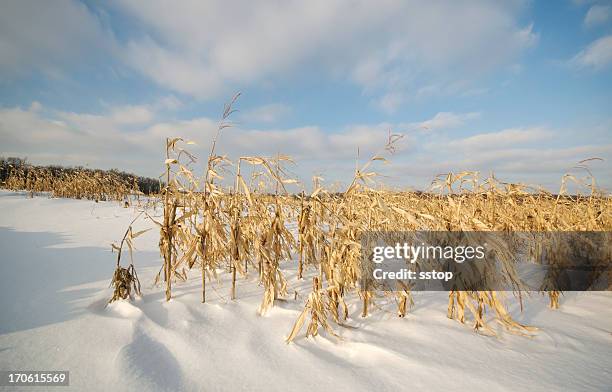 587 Corn Snow Stock Photos, High-Res Pictures, and Images - Getty Images