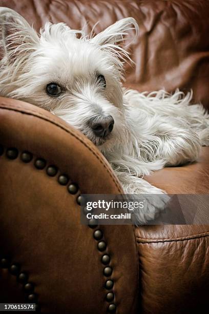 Slacking Dog Sulking Dog Photos and Premium High Res Pictures - Getty Images