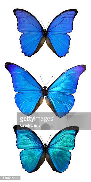 three morpho butterflies - morpho butterfly stock pictures, royalty-free photos & images
