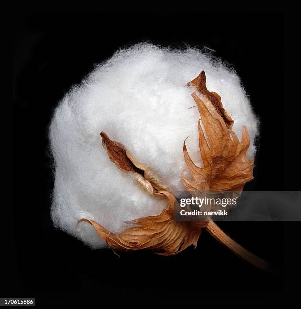 cotton boll - boll stock pictures, royalty-free photos & images