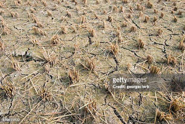 dried up rice paddy - gewas stockfoto's en -beelden