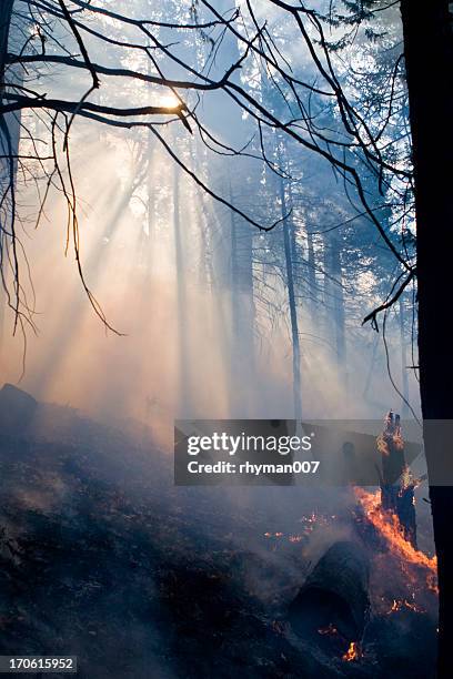 forest fire - 2 - california wildfire 個照片及圖片檔