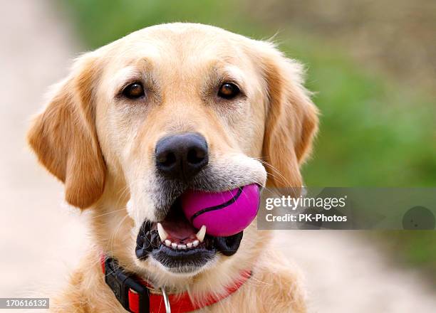 golden retriever with purple ball - apporteren stockfoto's en -beelden