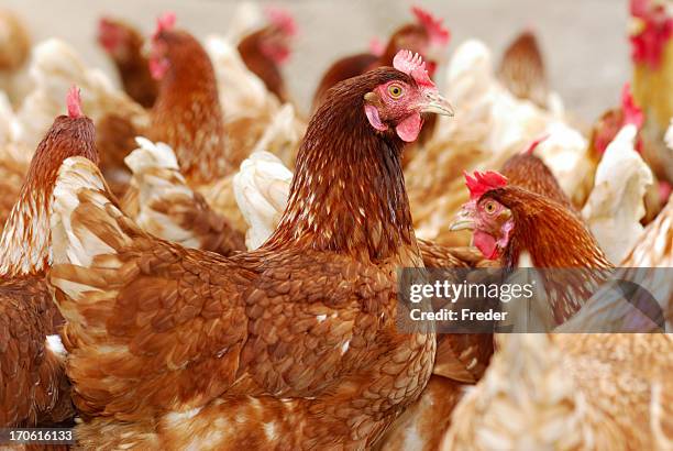 numerous chickens out feeding in the chicken farm - chicken stock pictures, royalty-free photos & images