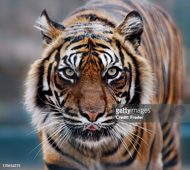 tiger - face snow stockfoto's en -beelden