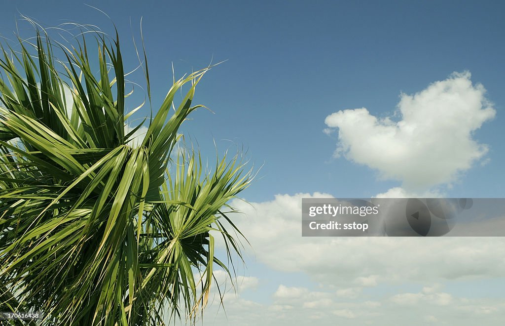 Palms And Clouds