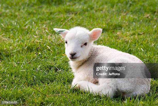 spring lamb resting in field - lamb stock pictures, royalty-free photos & images