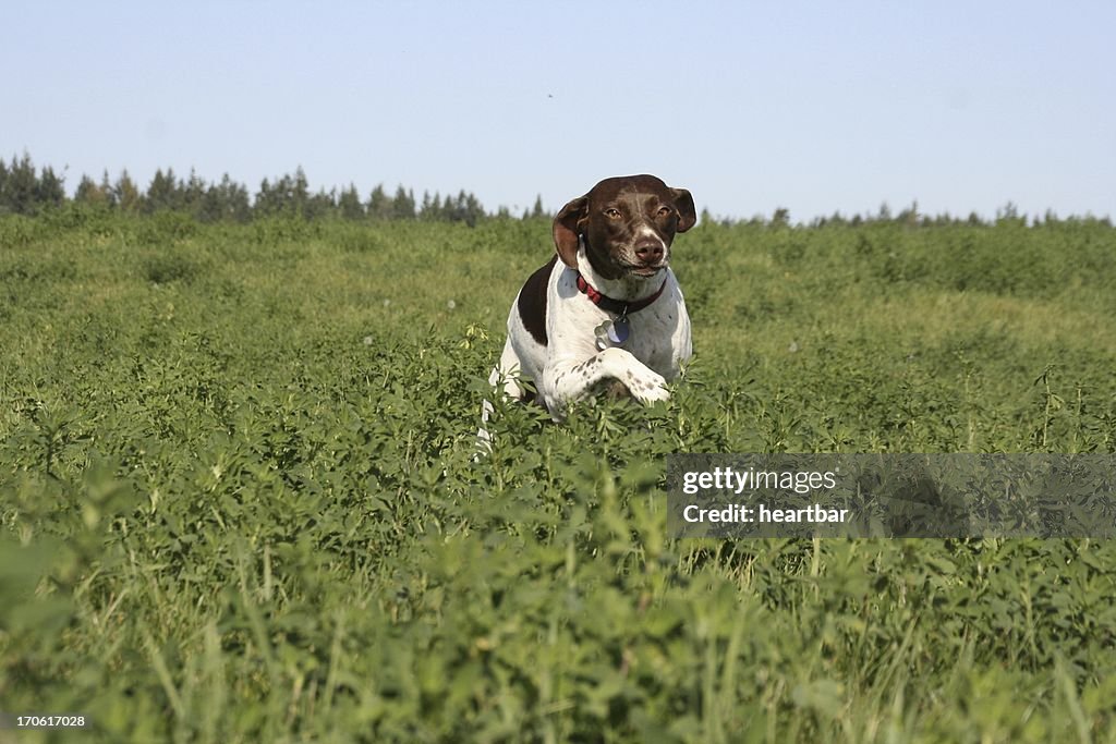 The Hunt, From A Bird’s Perspective