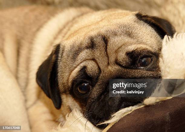 tired pug dog in a basket - ugly dog stock pictures, royalty-free photos & images