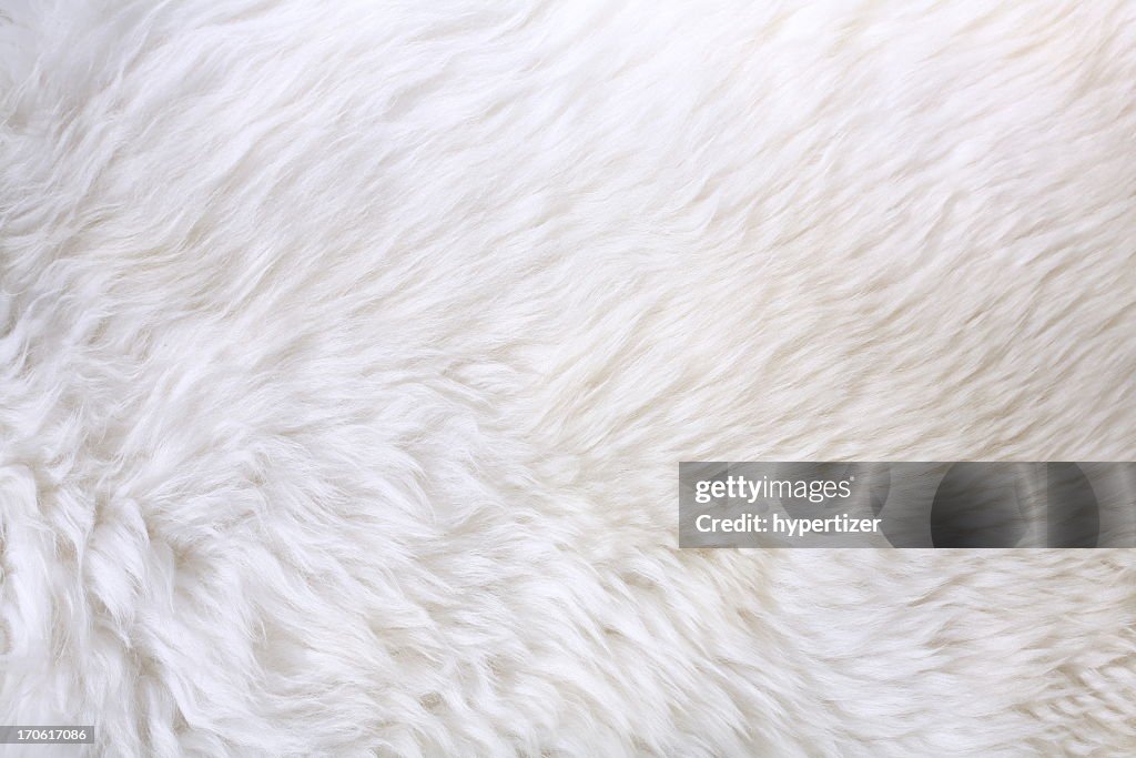 Close up view of white fur detail