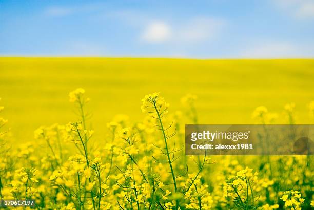 large yellow field of rape seeds - canola stockfoto's en -beelden