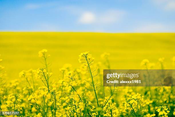 large yellow field of rape seeds - rapeseed stock pictures, royalty-free photos & images