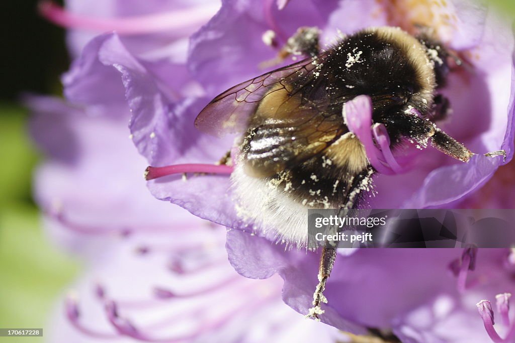 Moscardón (Bombus Terrestris) en una flor rododendro