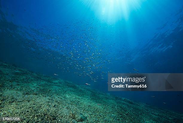 fish on sloping reef - under water stockfoto's en -beelden
