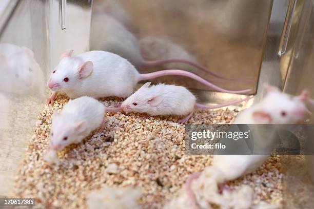 white research mice - white footed mouse stockfoto's en -beelden