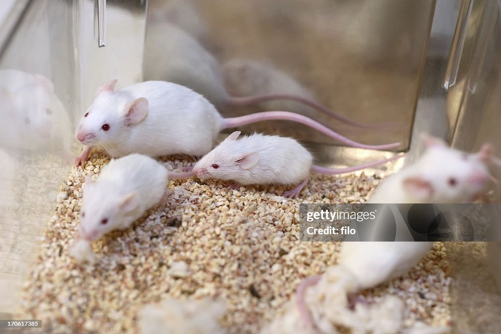 White Research Mice