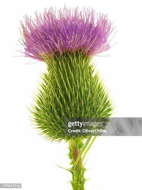 thistle. - eselsdistel stock-fotos und bilder