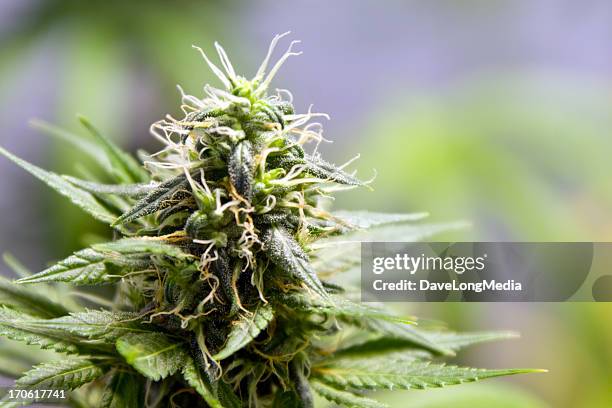 budding marijuana plant - kiem stockfoto's en -beelden