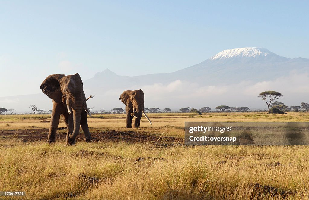 African Elephants