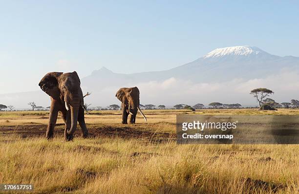 african elephants - kilimanjaro stock pictures, royalty-free photos & images