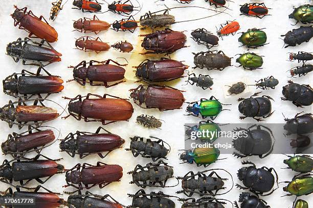 sammlung von diffrent käfer - käfer stock-fotos und bilder