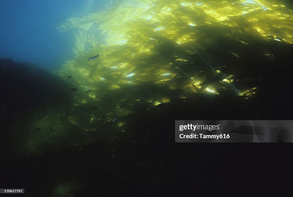 Flowing Kelp