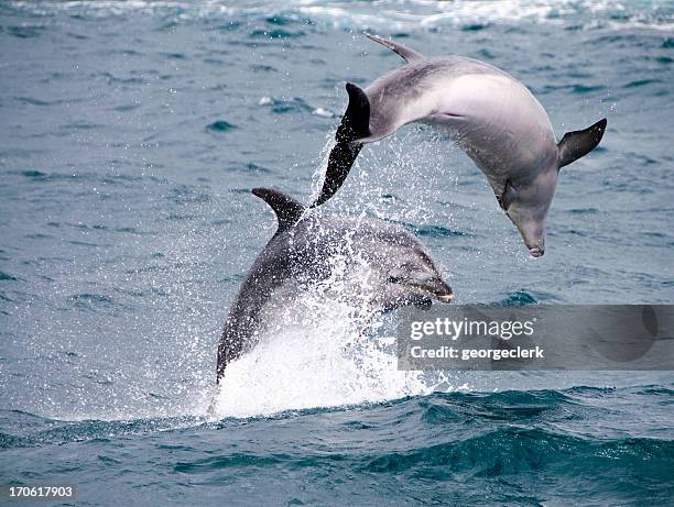 Dolphin Splashing 2,284 Dolphin Jumping Out Of Water Stock Photos, High-Res Pictures, and ...