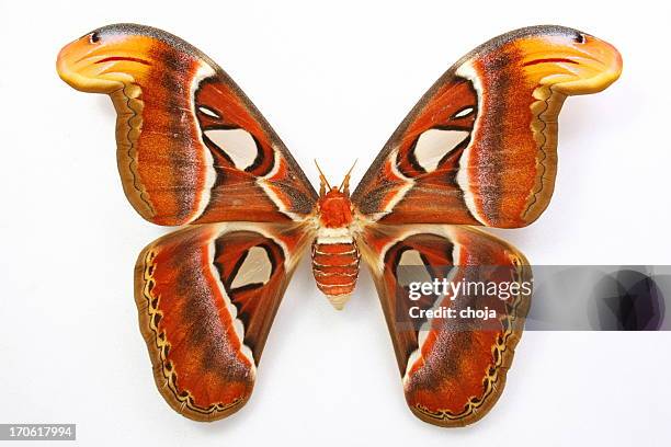 attacus atlas.beautiful mariposa - mariposa nocturna atlas fotografías e imágenes de stock
