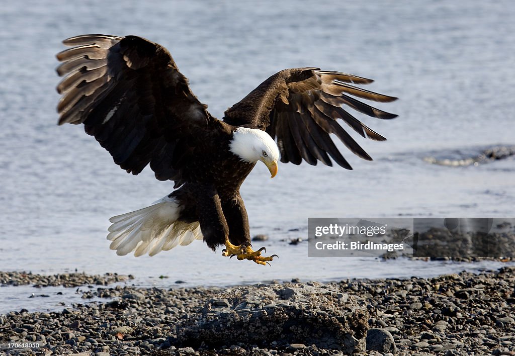 Bald Eagle - Landing on Beach