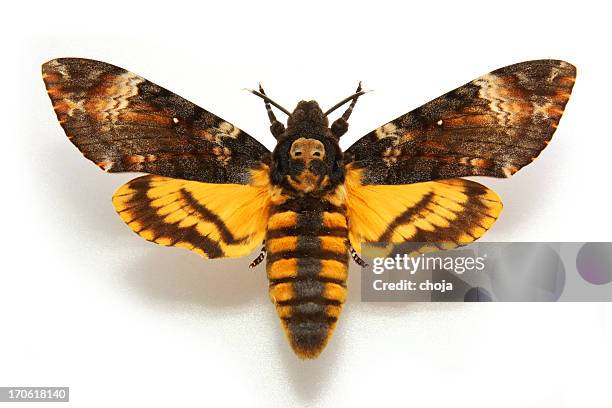 butterfly morte's-cabeça hawkmoth.acherontia atropos - moth - fotografias e filmes do acervo