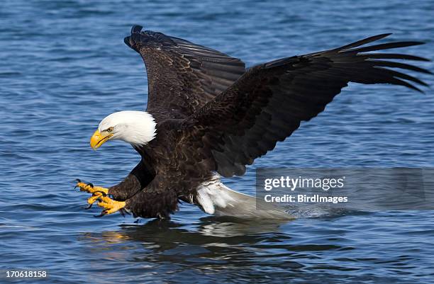 3,170 Eagle Claw Stock Photos, High-Res Pictures, and Images - Getty Images