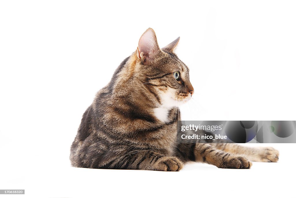 Sitting cat in profile