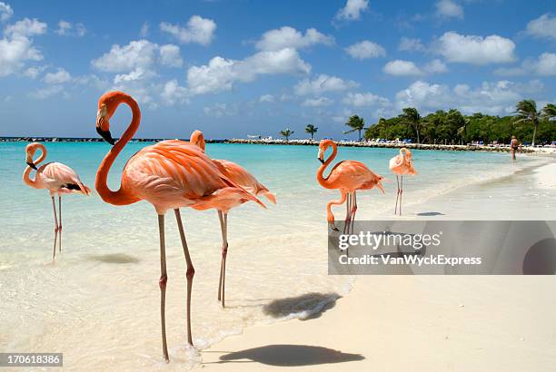 flamingos am strand - aruba beach stock-fotos und bilder