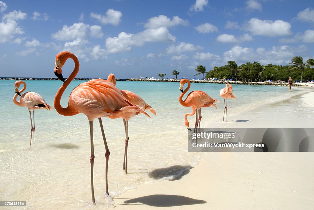 Flamingos on the Beach