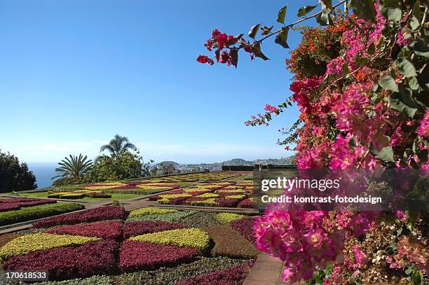 botanical garden, funchal, madeira - madeira island stock pictures, royalty-free photos & images