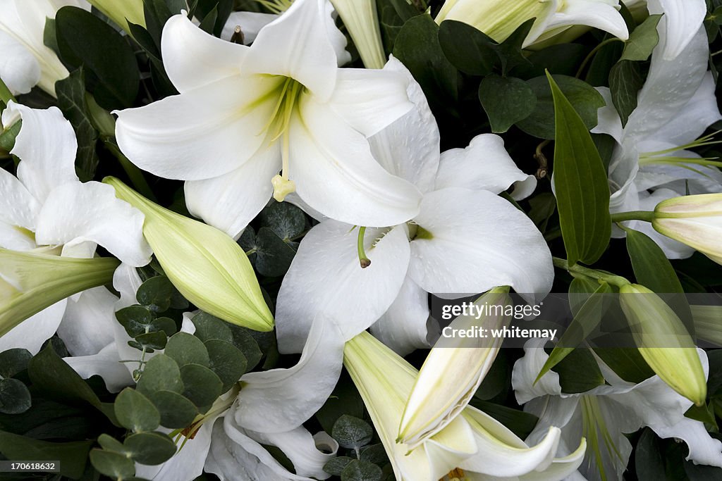 Mourning lilies