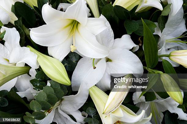 luto liliáceas - white flower imagens e fotografias de stock